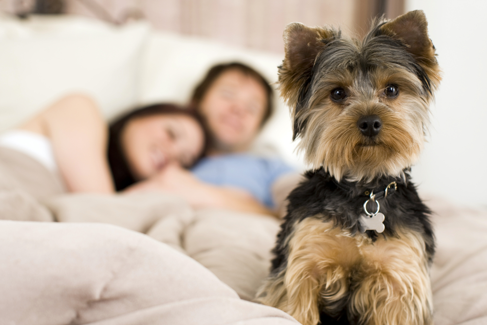 Rapamycin Extending Dog S Life Rapamycin Extending Dog S Life