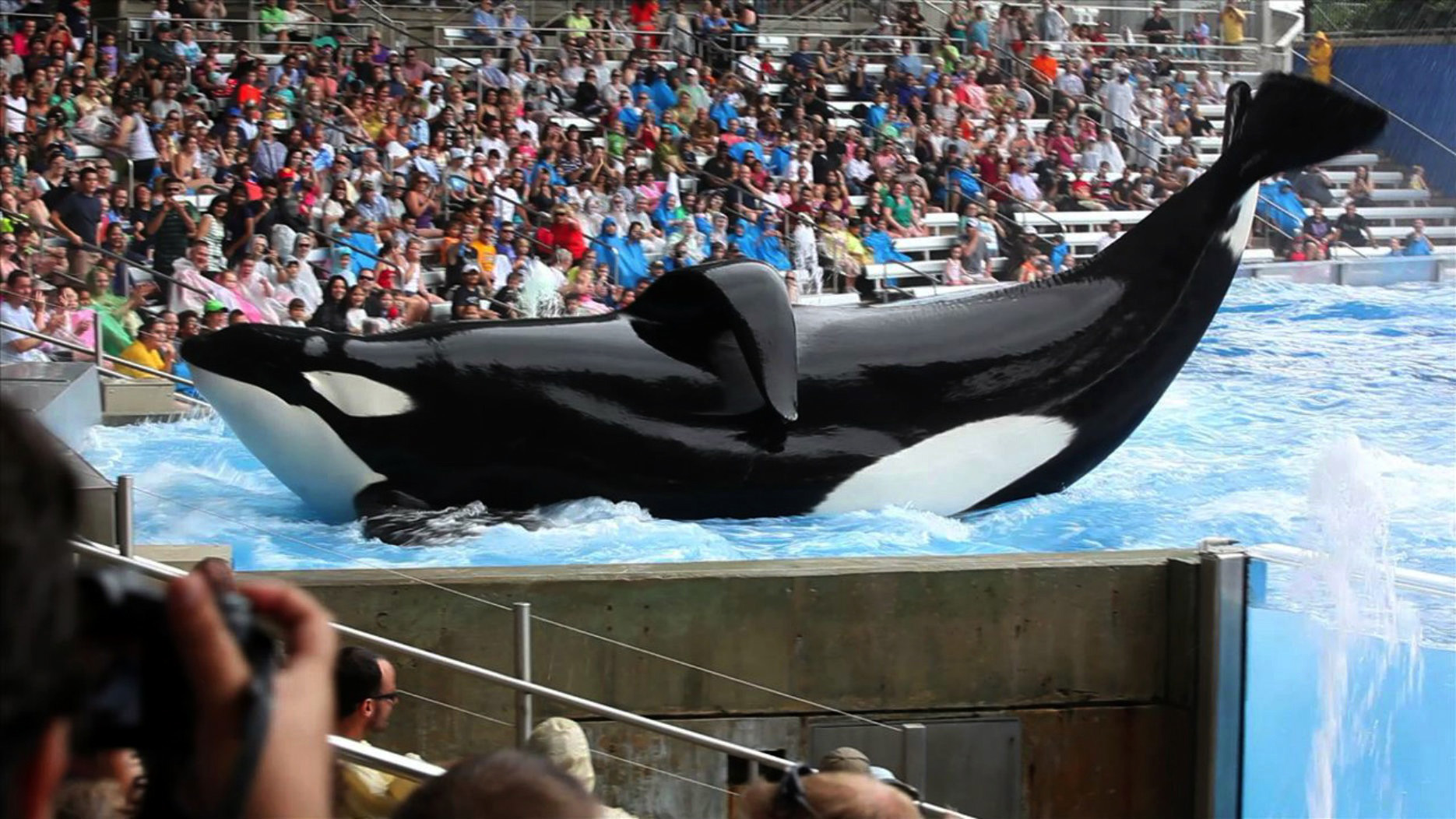 fdoc_blackfish_50.jpg fdoc_blackfish_50.jpg