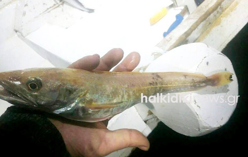 mpakaliaros-hrysos-halkidiki.jpg mpakaliaros-hrysos-halkidiki.jpg
