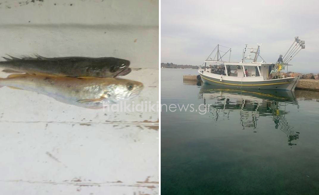 mpakaliaros-hrysos-halkidiki1.jpg mpakaliaros-hrysos-halkidiki1.jpg