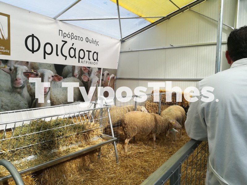 bioklimatikos-stablos6.jpg bioklimatikos-stablos6.jpg