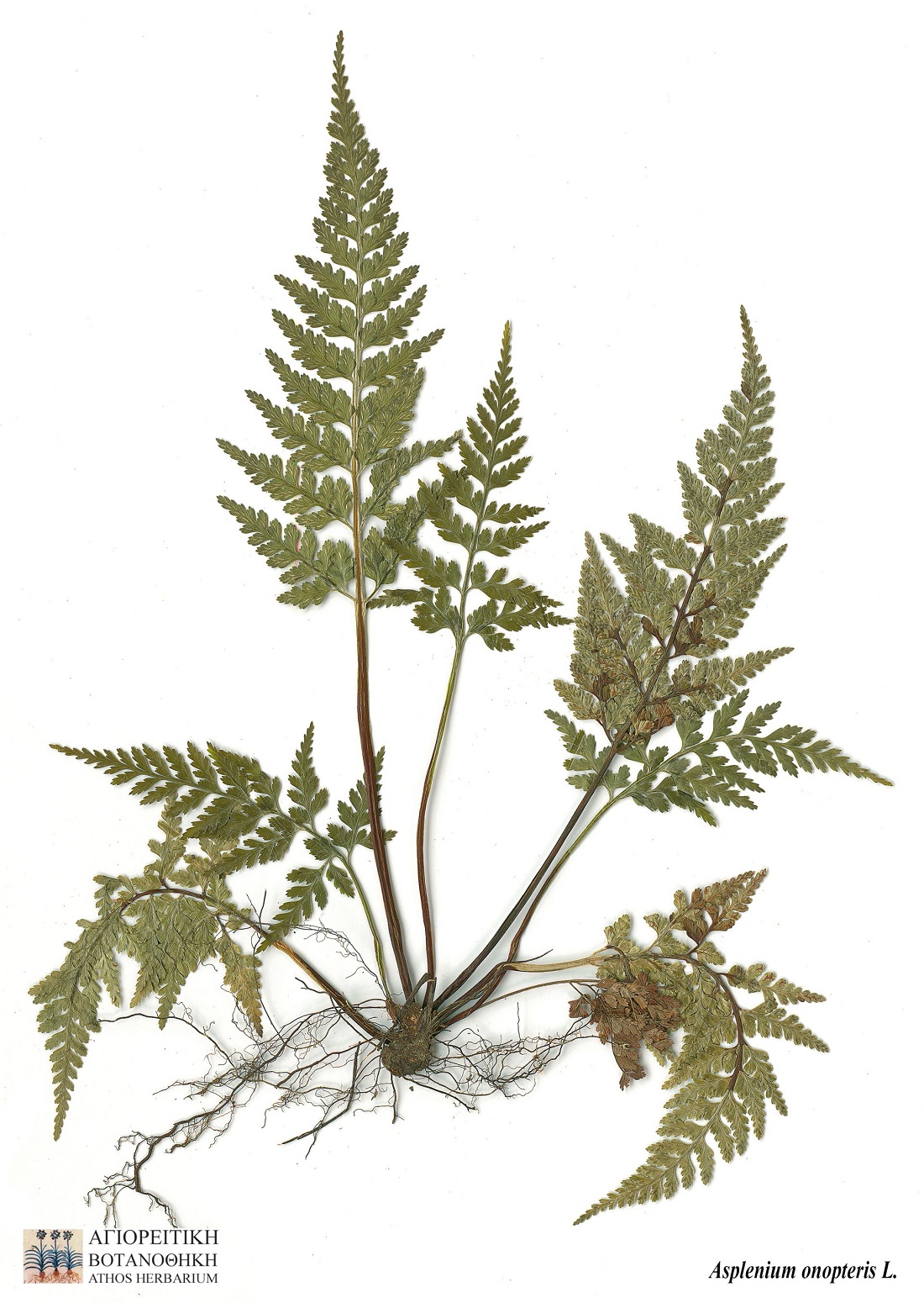 agioritikiasplenium_onopteris_l.169.jpg