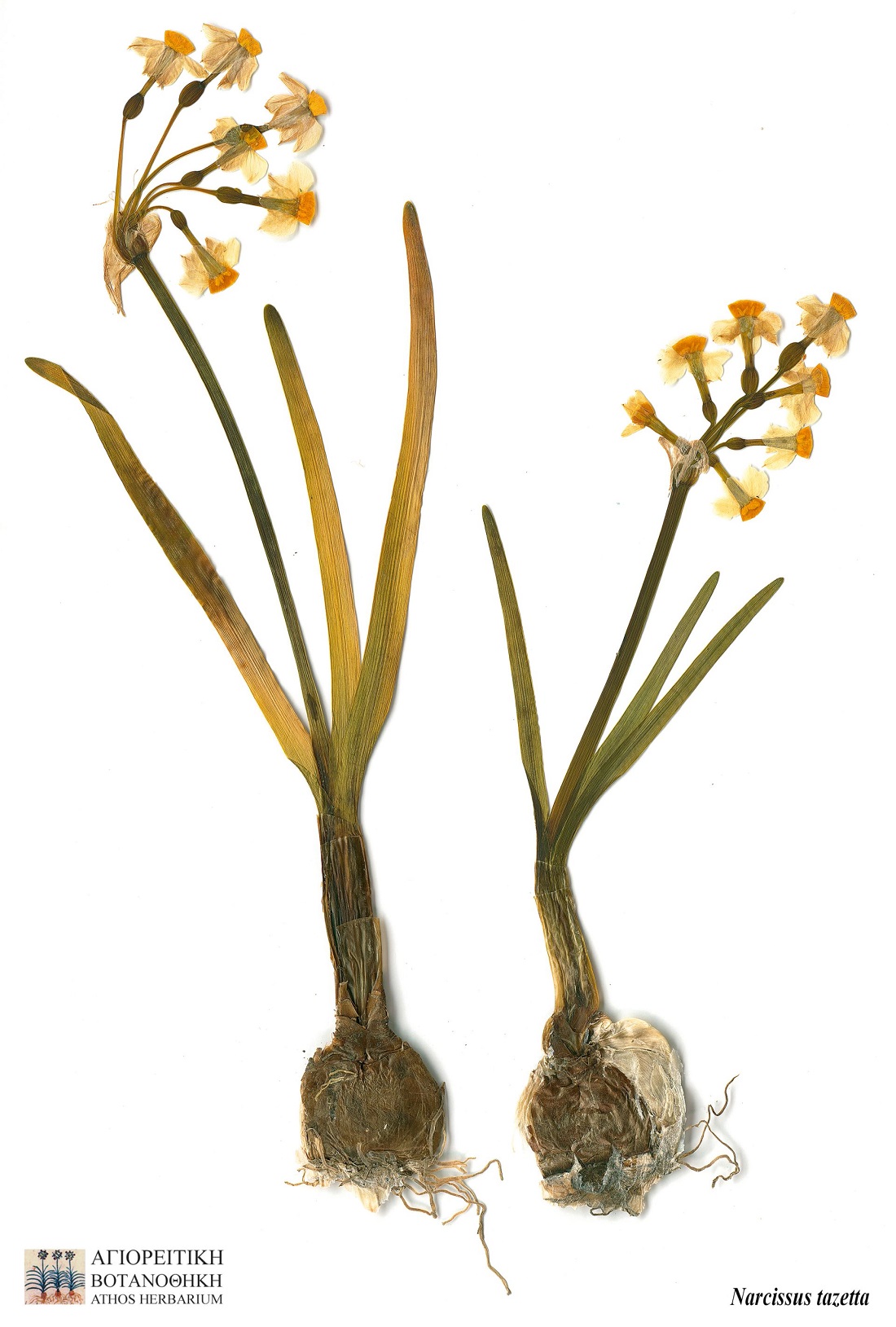 agioritikinarcissus_tazetta_l.08.jpg agioritikinarcissus_tazetta_l.08.jpg