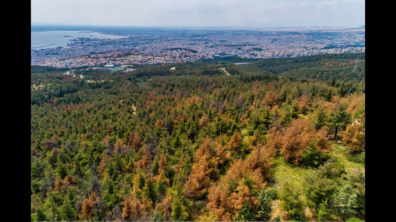 seix_sou_dentra_entomo.jpg seix_sou_dentra_entomo.jpg