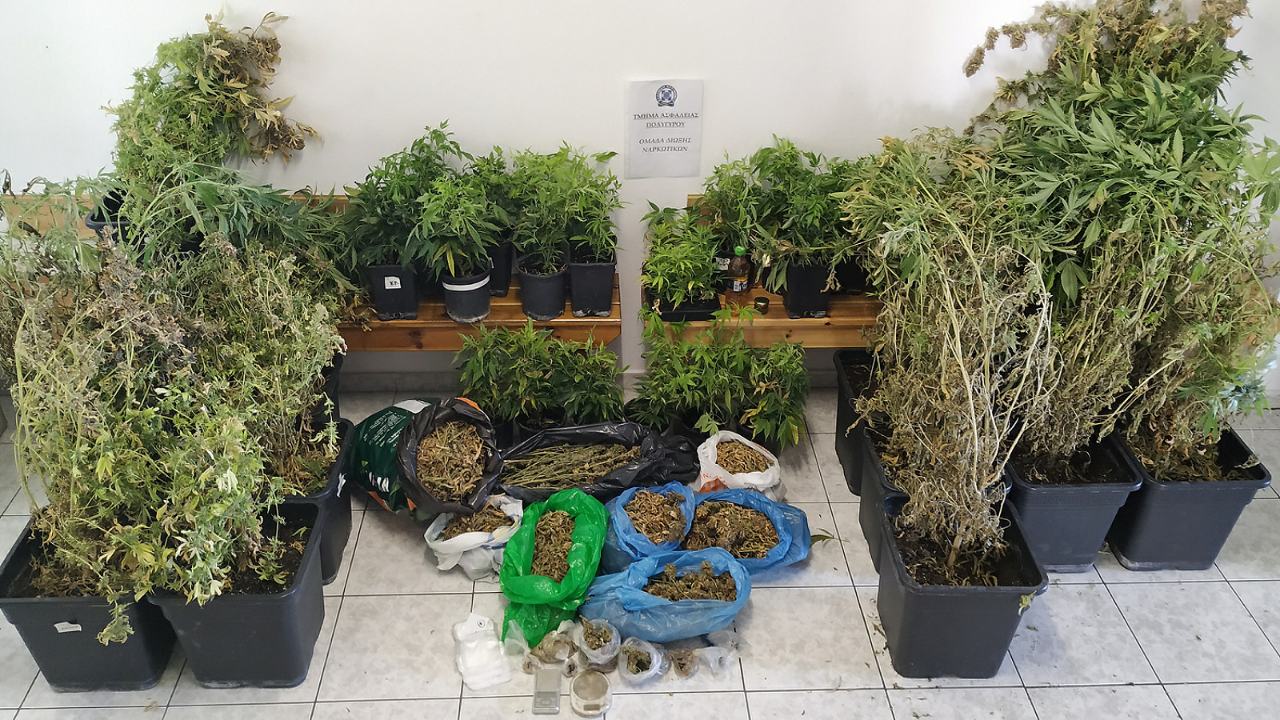 katashesi_kannabis_1.jpg katashesi_kannabis_1.jpg