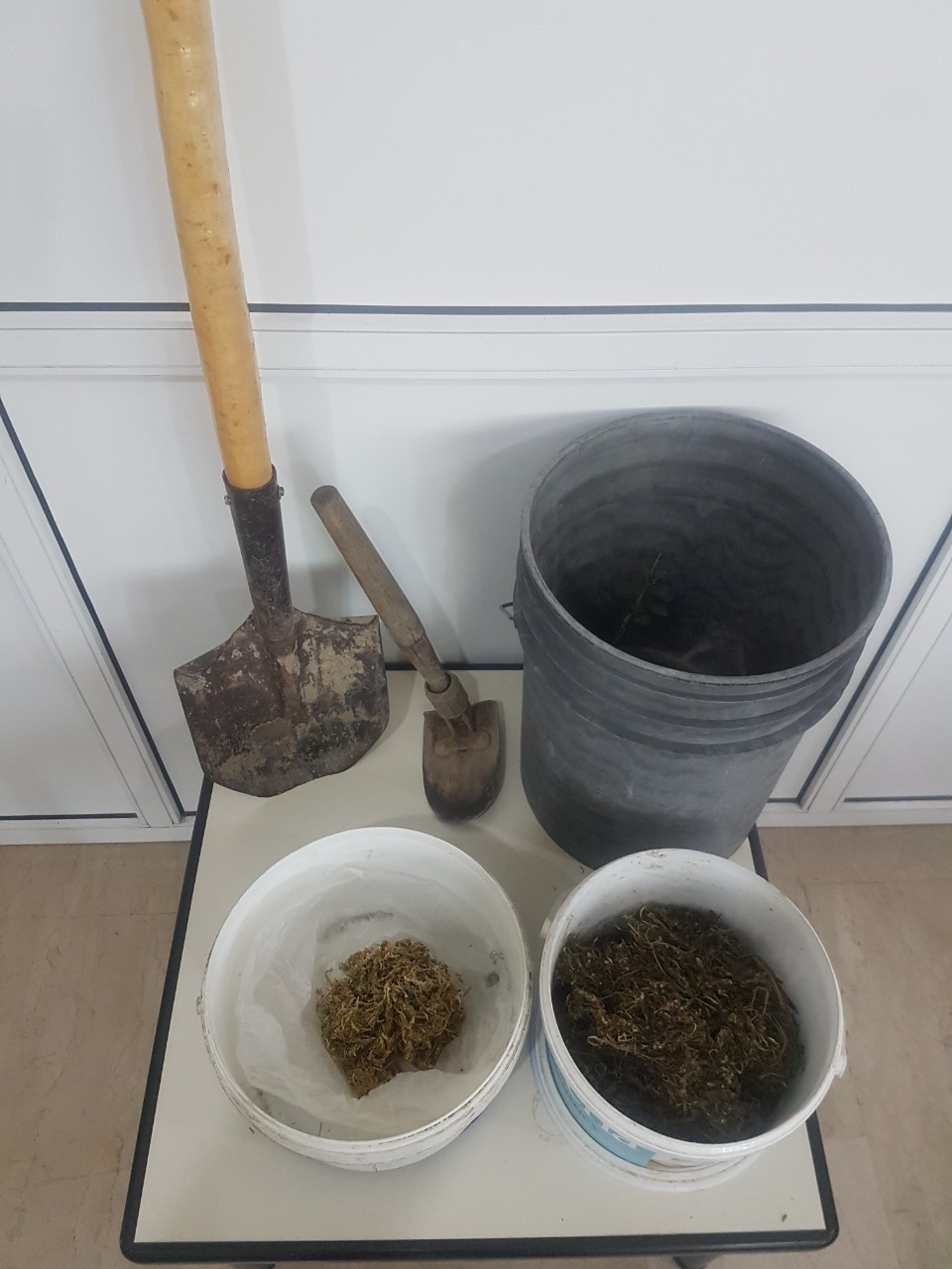kannabi_pella_3.jpg kannabi_pella_3.jpg