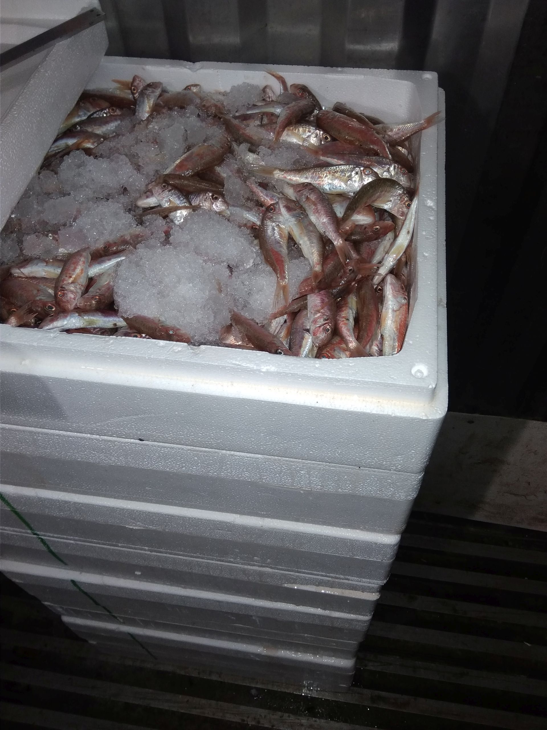 koutsomoures_ixthyoskala_2.jpg koutsomoures_ixthyoskala_2.jpg