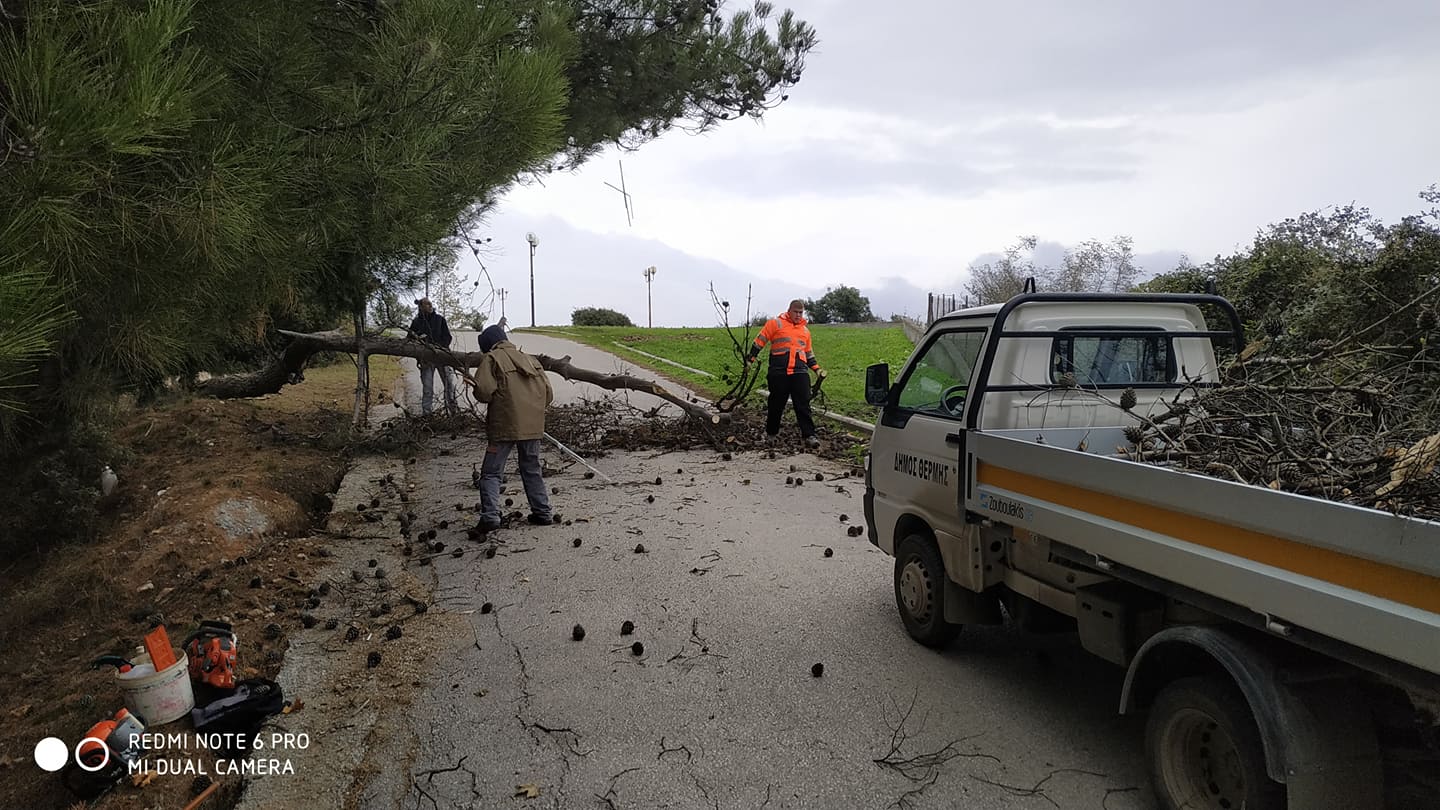 dendro_1.jpg dendro_1.jpg