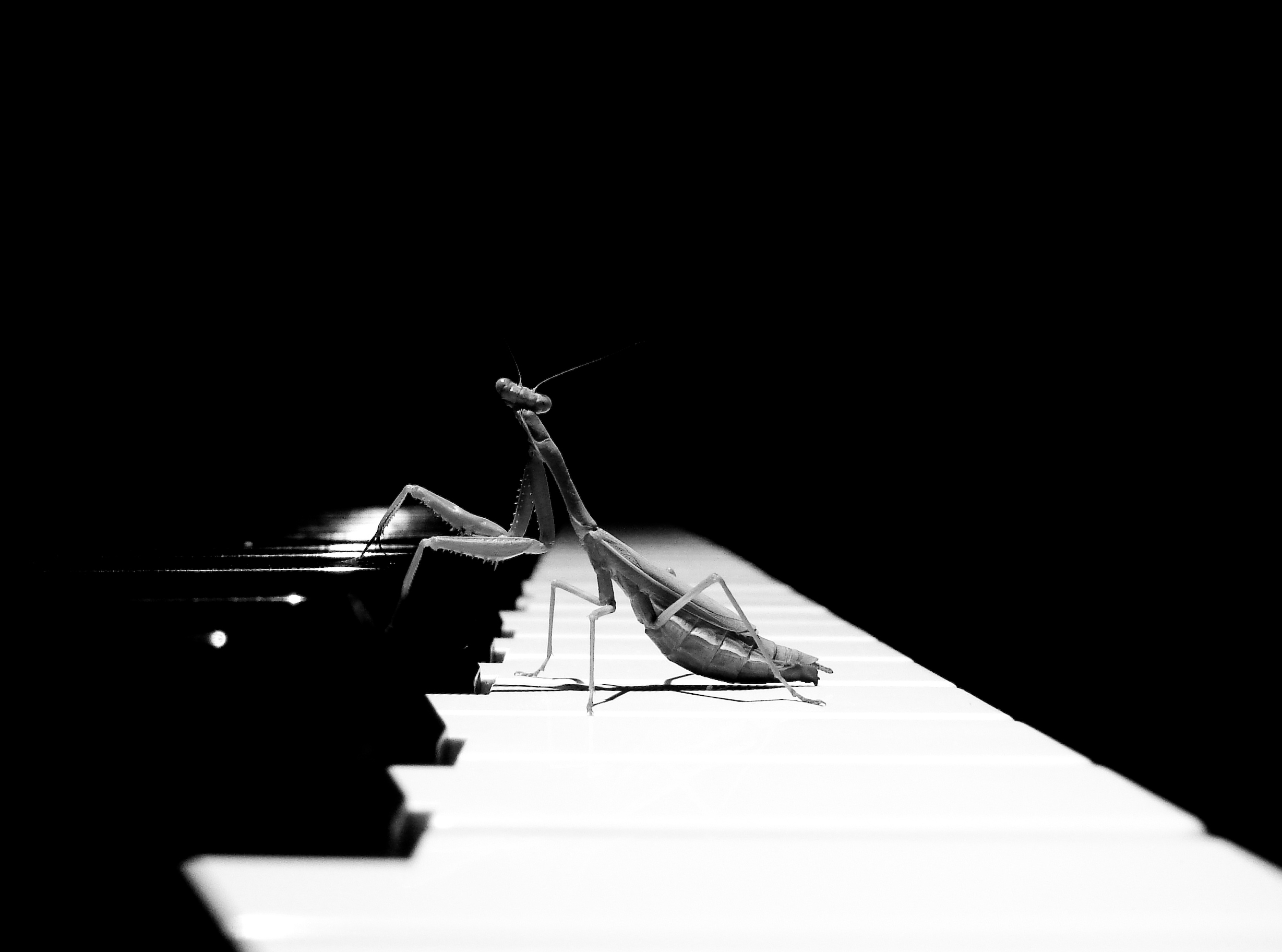 festival_pianou.jpg festival_pianou.jpg