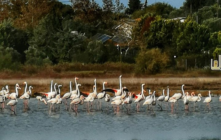 flamingos_xalkidiki_1.jpg