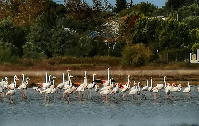 flamingos_xalkidiki_1.jpg flamingos_xalkidiki_1.jpg