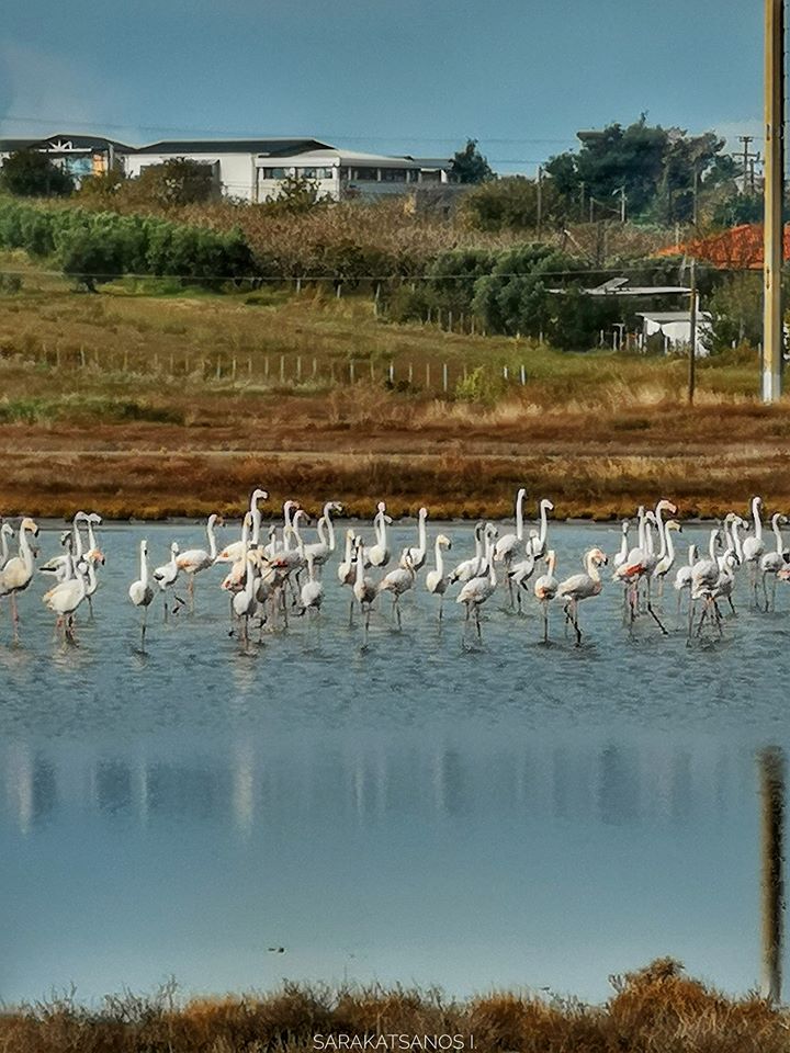 flamingos_xalkidiki_2.jpg