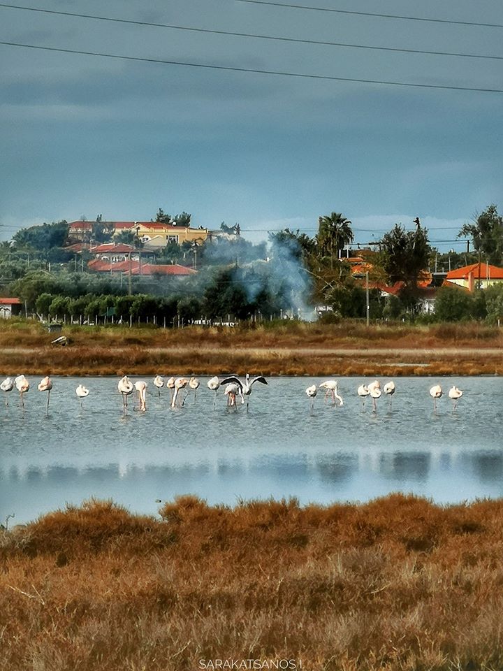 flamingos_xalkidiki_3.jpg