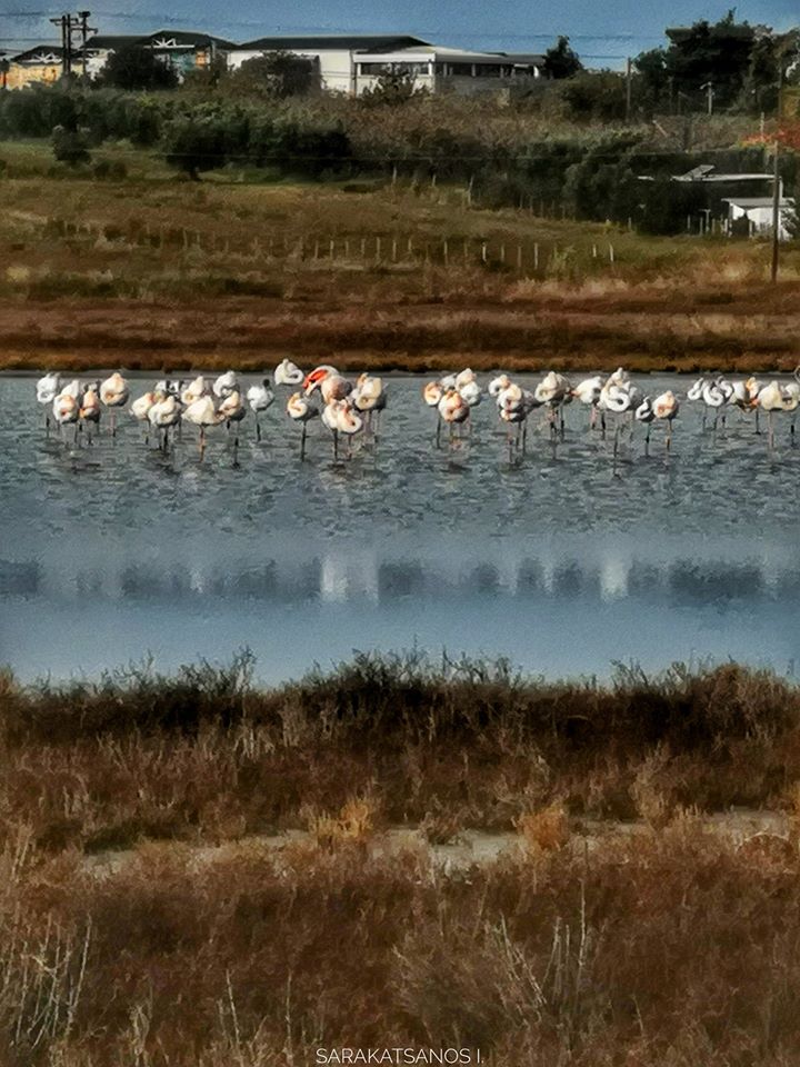 flamingos_xalkidiki_4.jpg