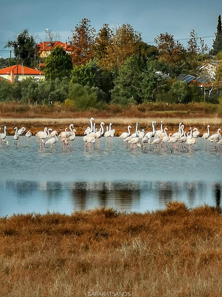 flamingos_xalkidiki_5.jpg