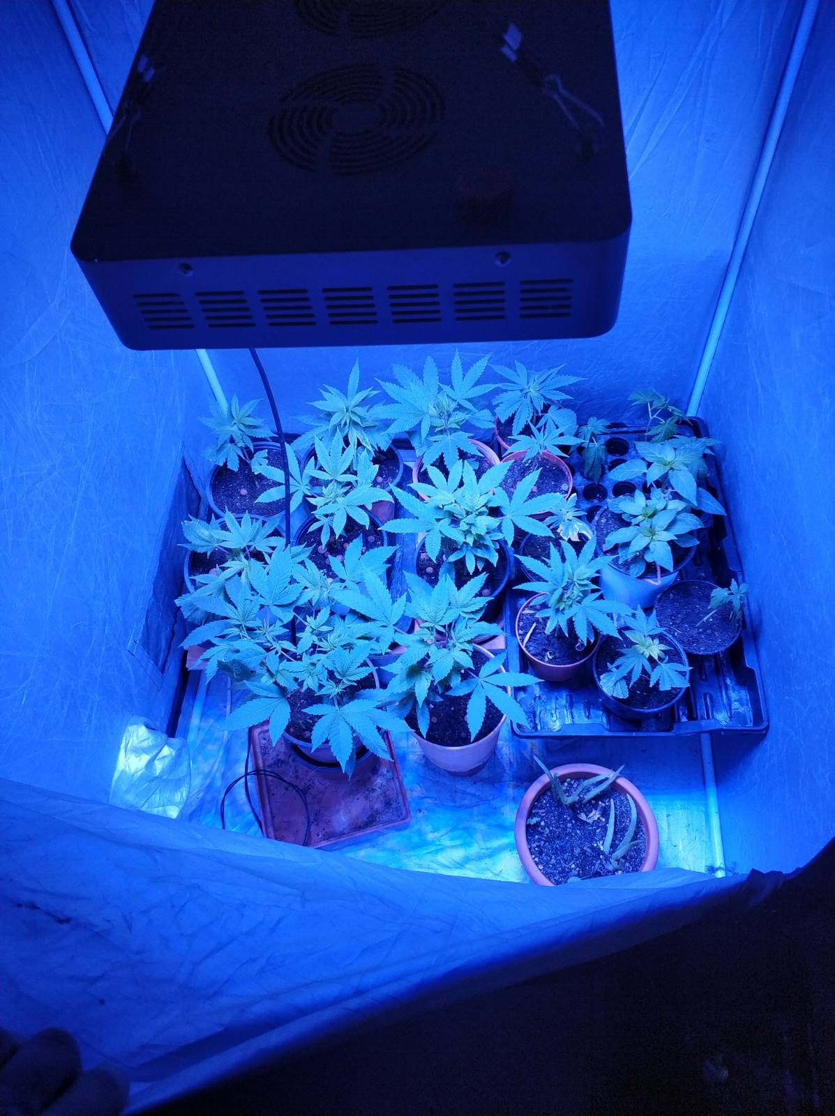ydroponiki_kalliergeia_kannabis_1.jpg ydroponiki_kalliergeia_kannabis_1.jpg