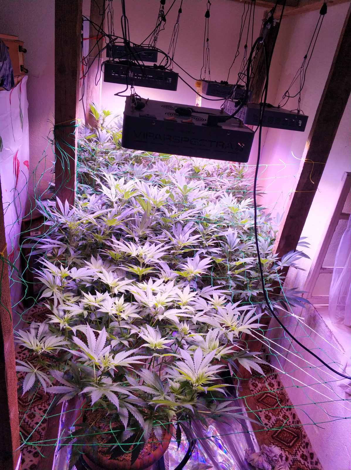ydroponiki_kalliergeia_kannabis_2.jpg ydroponiki_kalliergeia_kannabis_2.jpg