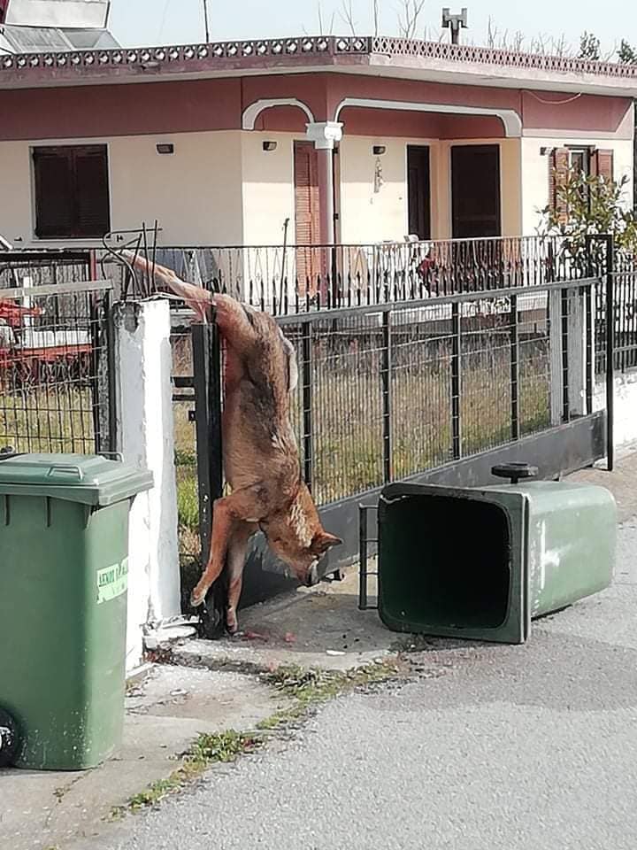 lykos_kagkela_spitiou_1.jpg lykos_kagkela_spitiou_1.jpg