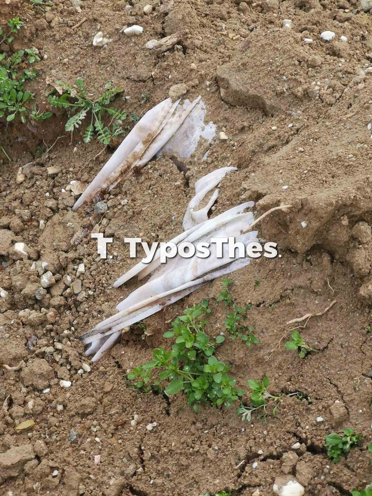 tafos-4.jpg tafos-4.jpg