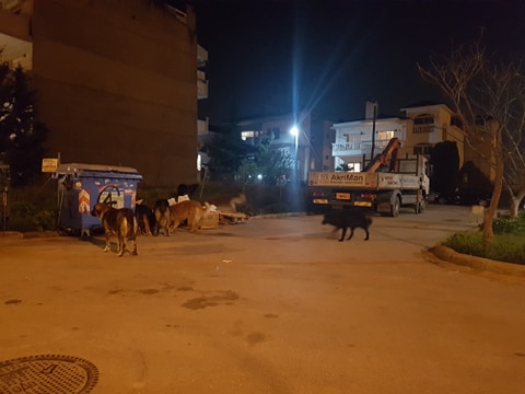ageli-skylwn-kwnstantinoypolitika2.jpg ageli-skylwn-kwnstantinoypolitika2.jpg