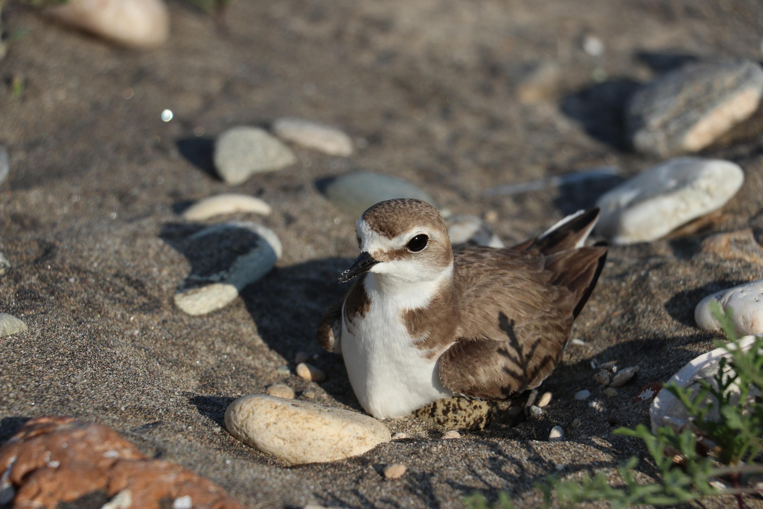 charadrius_alexandrinus1.jpg charadrius_alexandrinus1.jpg