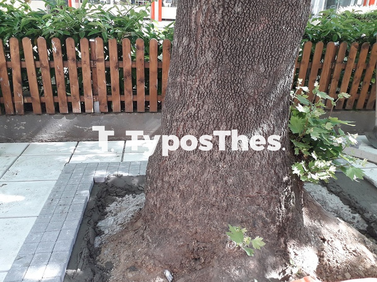 dendrodoxoi-thess3.jpg dendrodoxoi-thess3.jpg