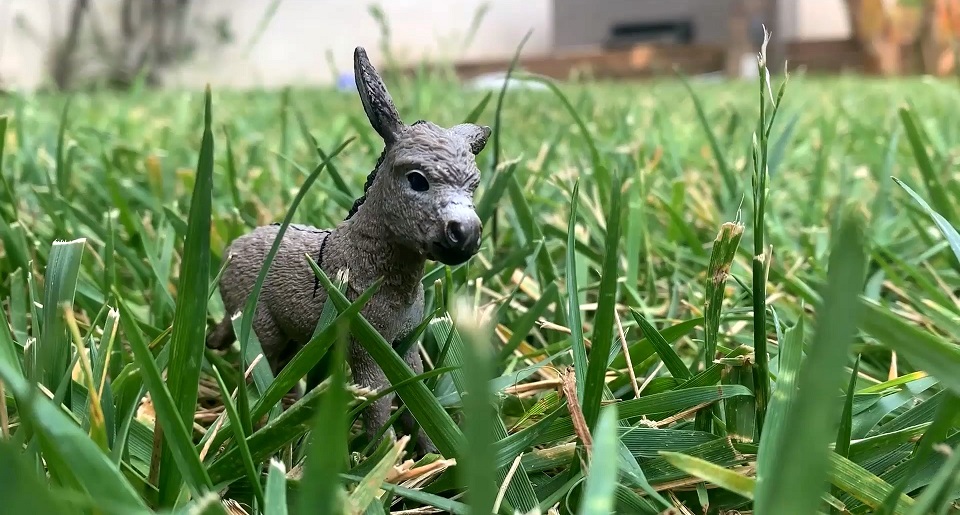 xwroi3_rabbit_donkey_enyedi.jpg xwroi3_rabbit_donkey_enyedi.jpg