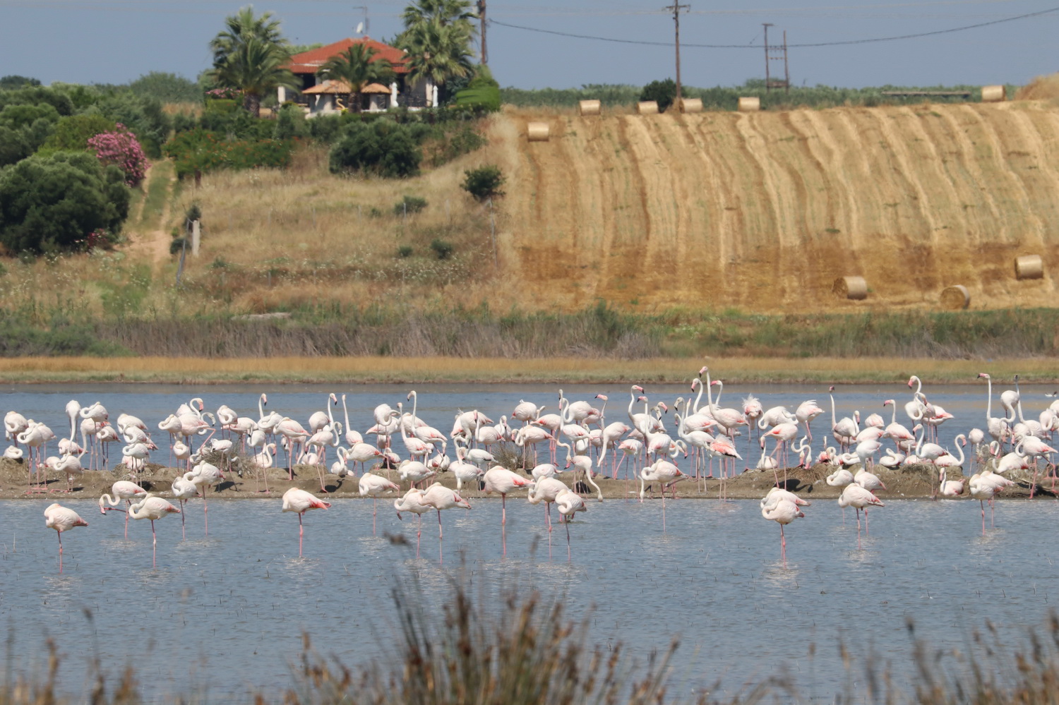 flamingko-2.jpg flamingko-2.jpg