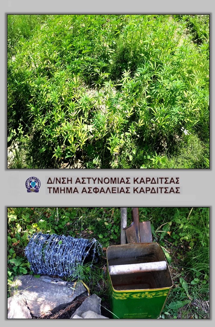 kannabi_karditsa_1.jpg kannabi_karditsa_1.jpg