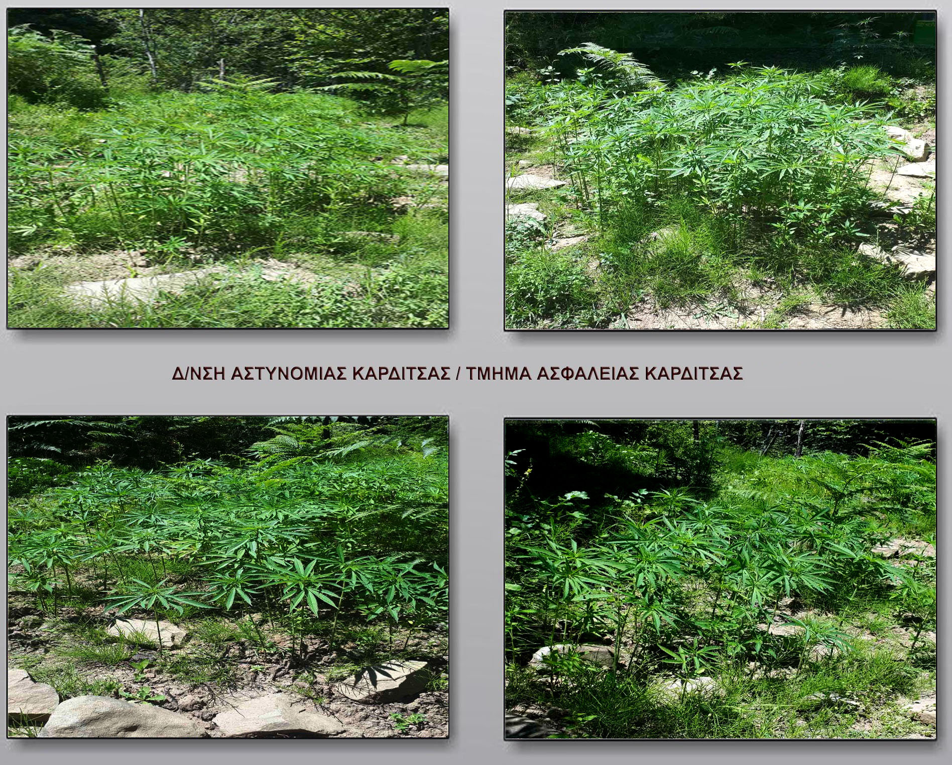 kannabi_karditsa_2.jpg kannabi_karditsa_2.jpg