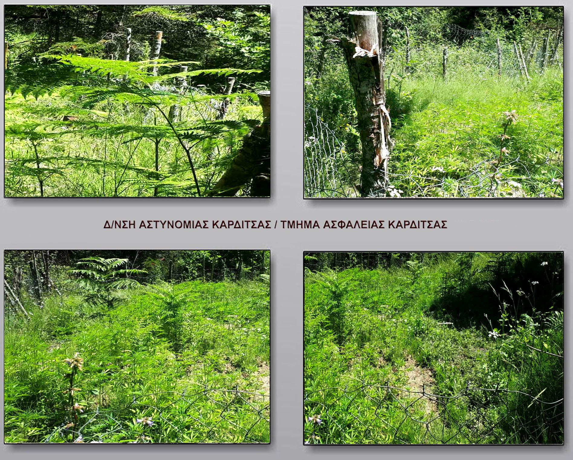 kannabi_karditsa_3.jpg kannabi_karditsa_3.jpg