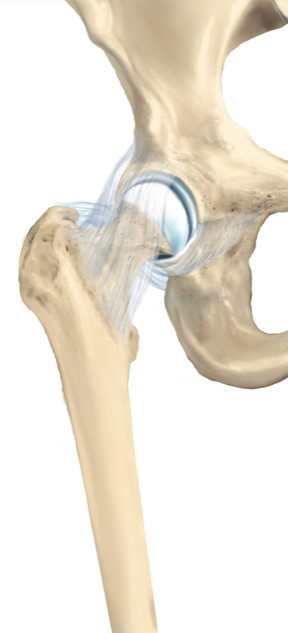 eikona_1._i_fysiologiki_arthrosi_toy_ishioy.jpg ισχυο