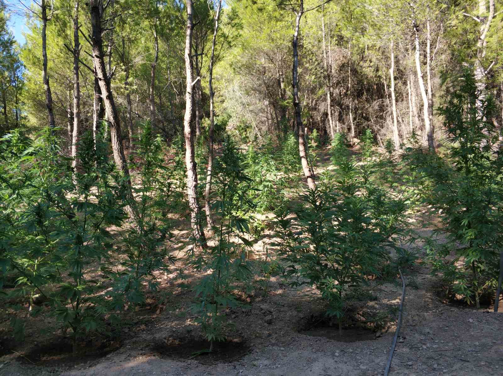 kannabi_attiki_1.jpg kannabi_attiki_1.jpg