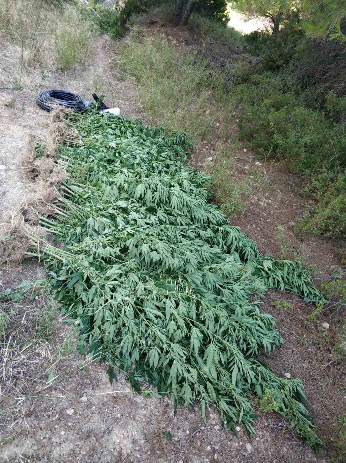 kannabi_attiki_2.jpg kannabi_attiki_2.jpg