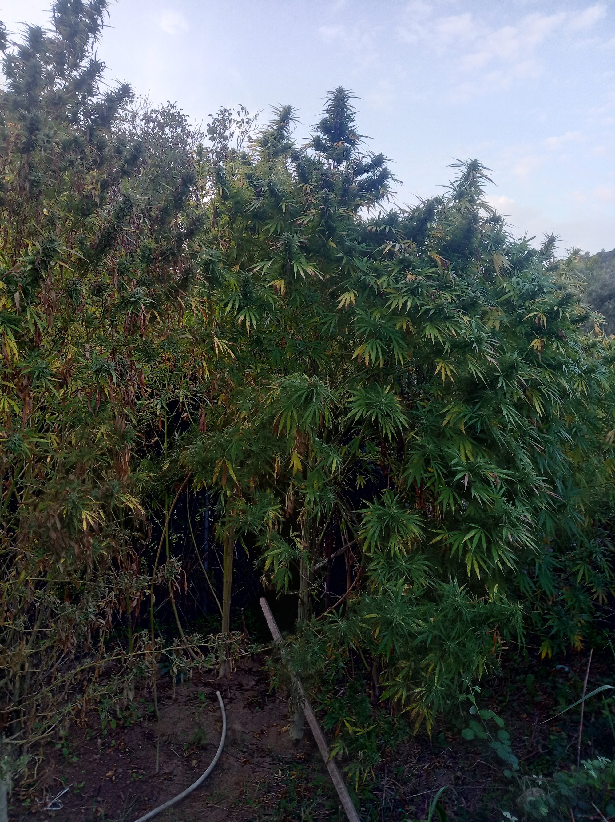 kannabi_hleia_3.jpg kannabi_hleia_3.jpg