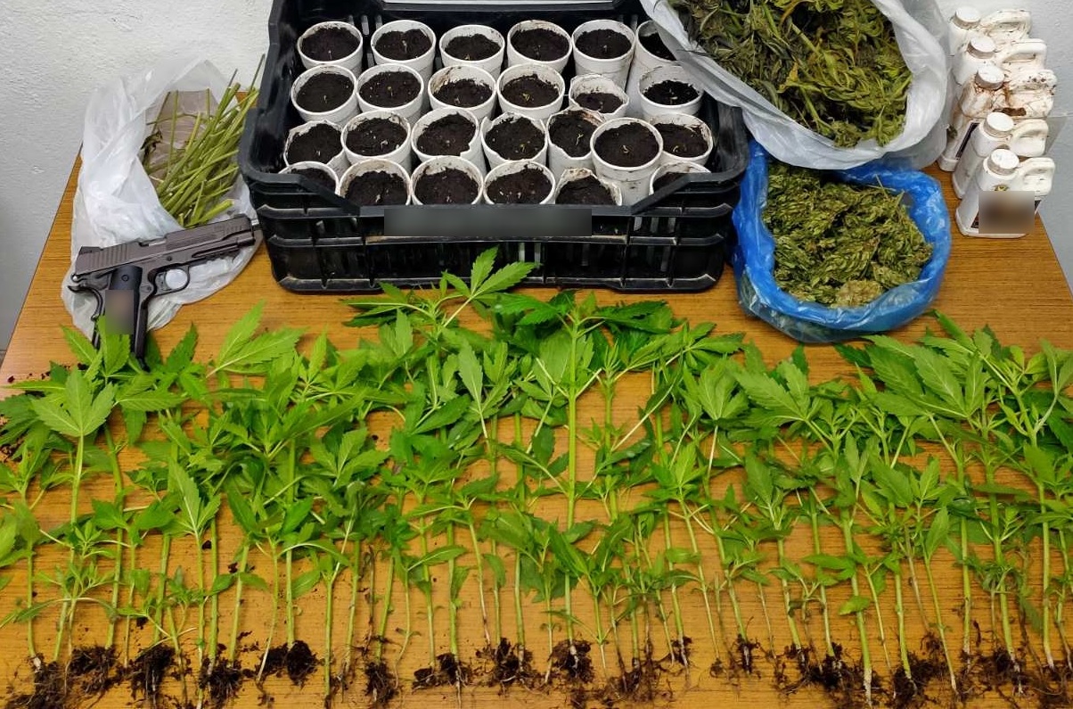 katashesi_dendryllion_kannabis_1_apo_2.jpg katashesi_dendryllion_kannabis_1_apo_2.jpg