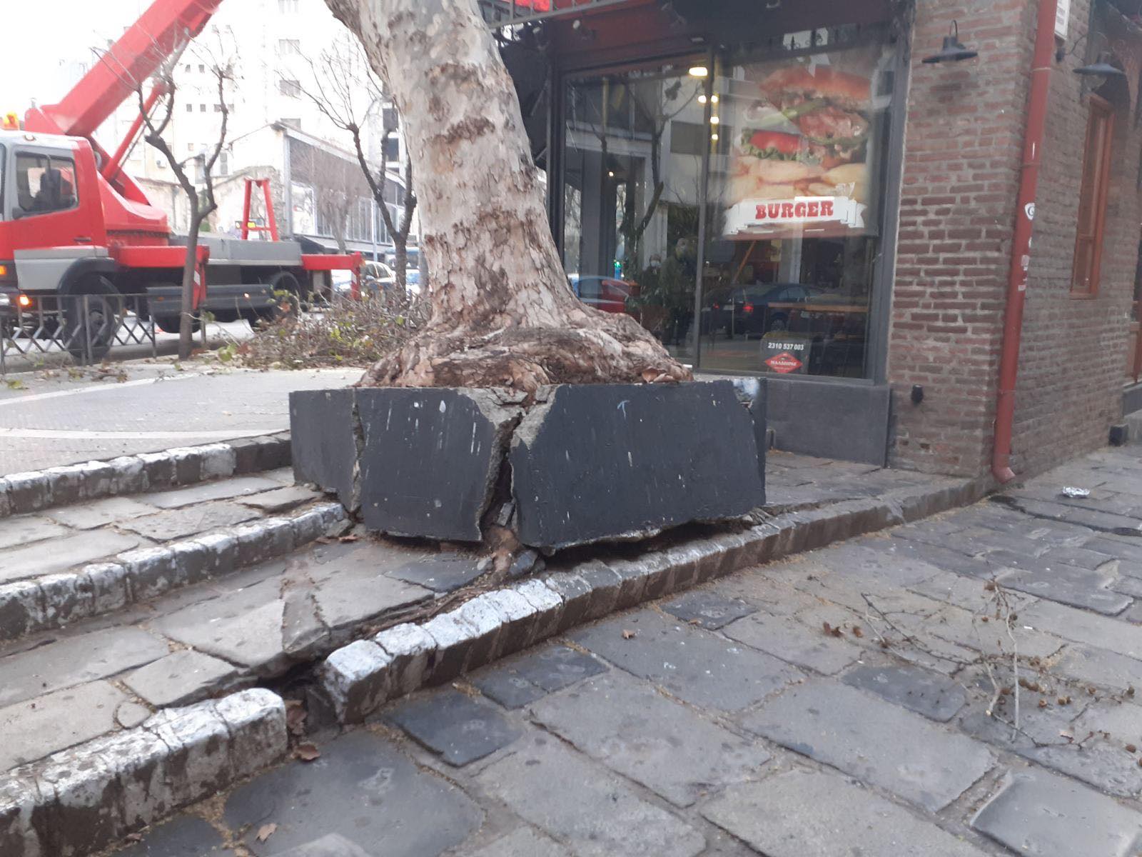 platani-ladadika1.jpg platani-ladadika1.jpg