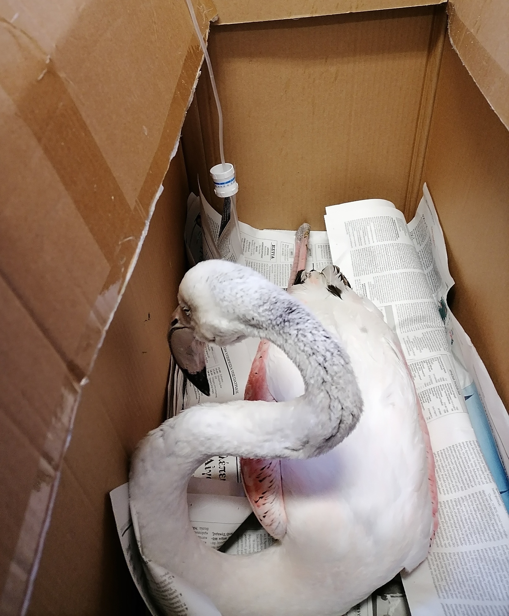 flamingo_11.jpg flamingo_11.jpg