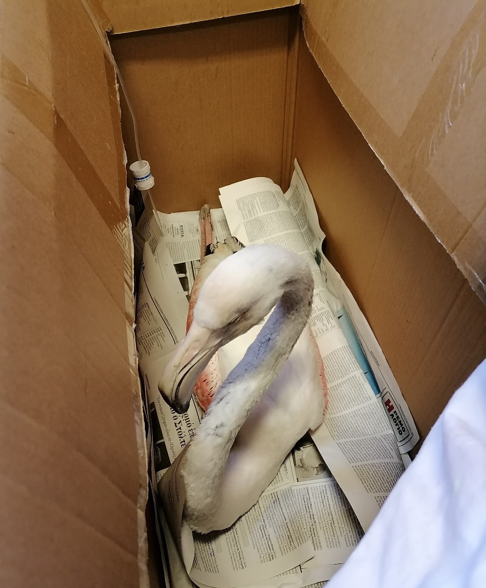 flamingo_12.jpg flamingo_12.jpg