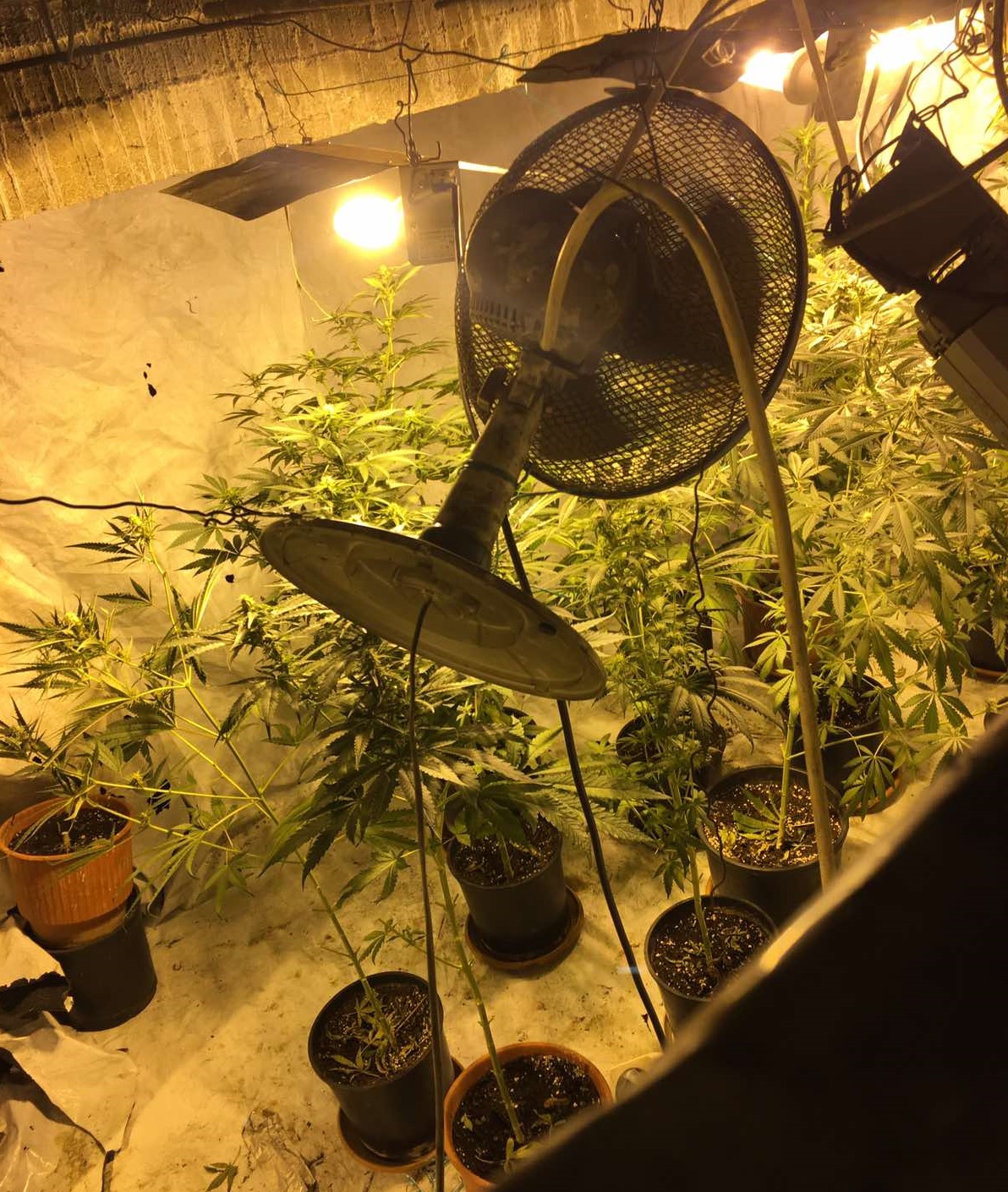 kalliergeia_dendryllion_kannabis_1_apo_3.jpg kalliergeia_dendryllion_kannabis_1_apo_3.jpg