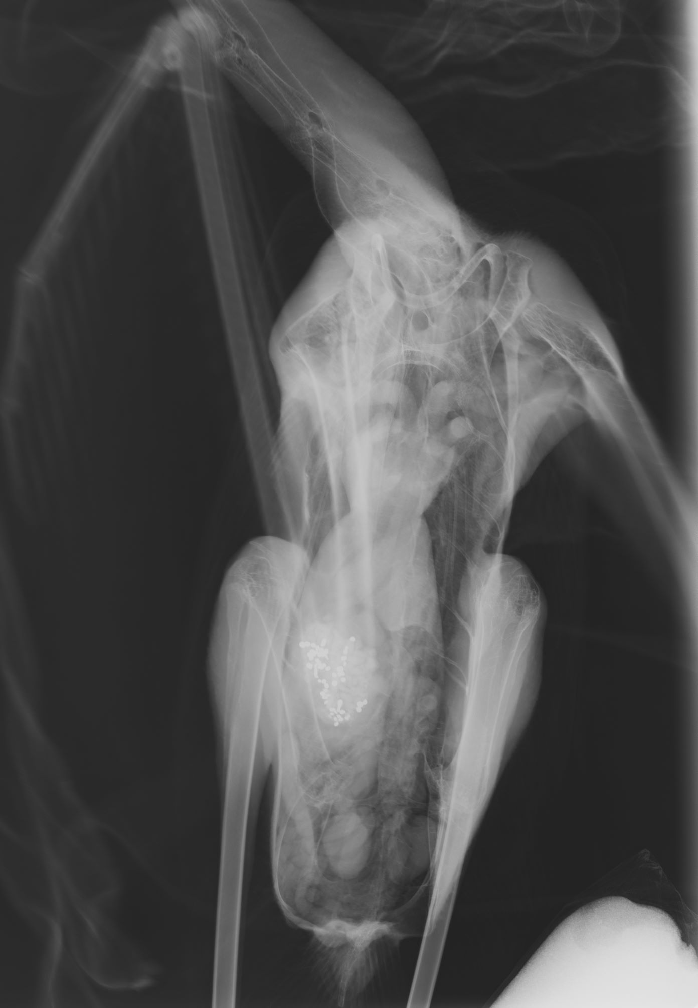 x_ray_flamingo.jpg x_ray_flamingo.jpg