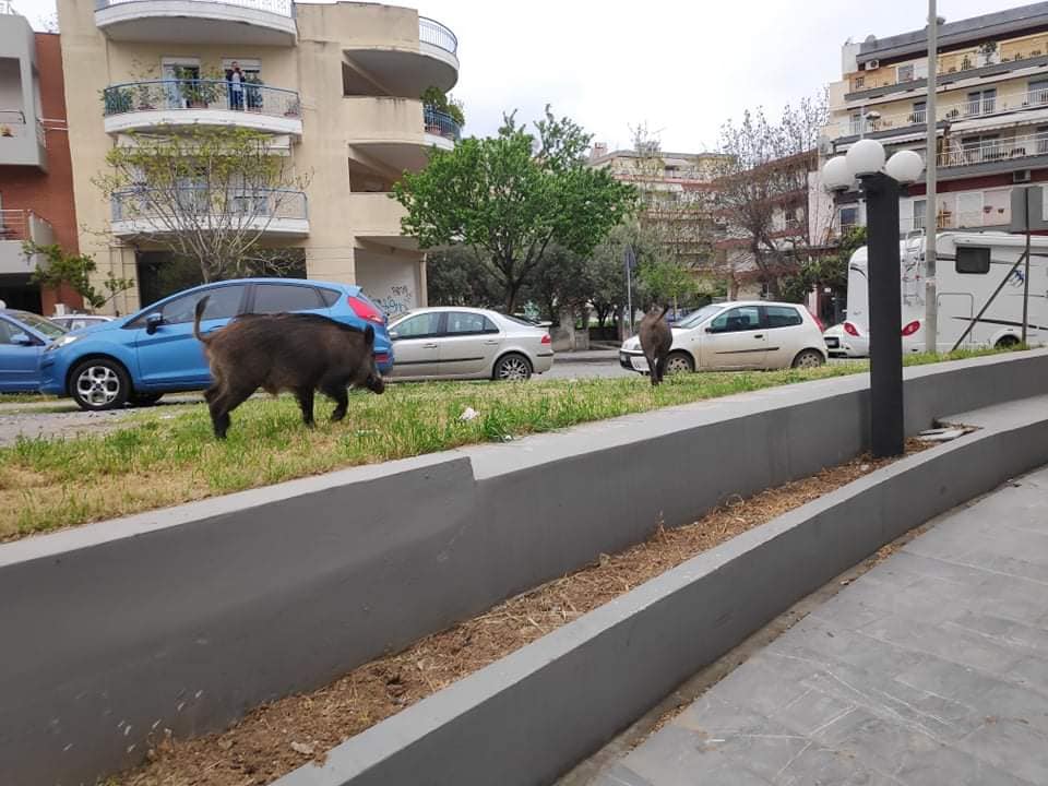 agrio-1.jpg agrio-1.jpg