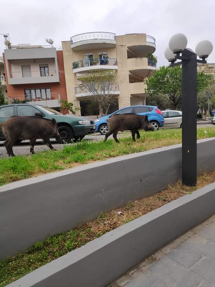 agrio-2.jpg agrio-2.jpg