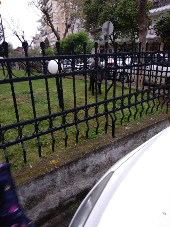 agriogoyroyno-2.jpg agriogoyroyno