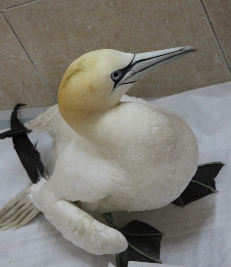 soula-thalassopouli-ape.jpg soula-thalassopouli-ape.jpg