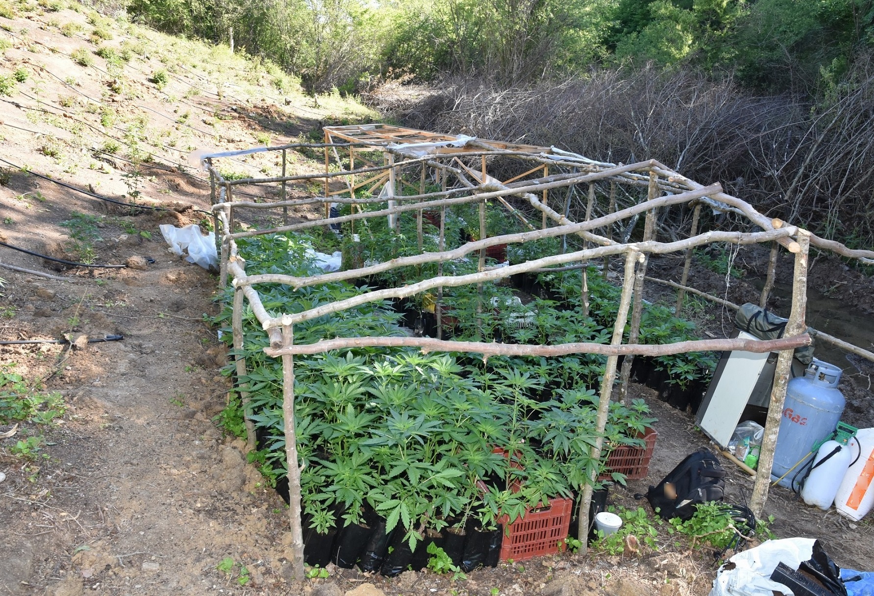 dendrillia_kannabis_at_paionias_2.jpg dendrillia_kannabis_at_paionias_2.jpg