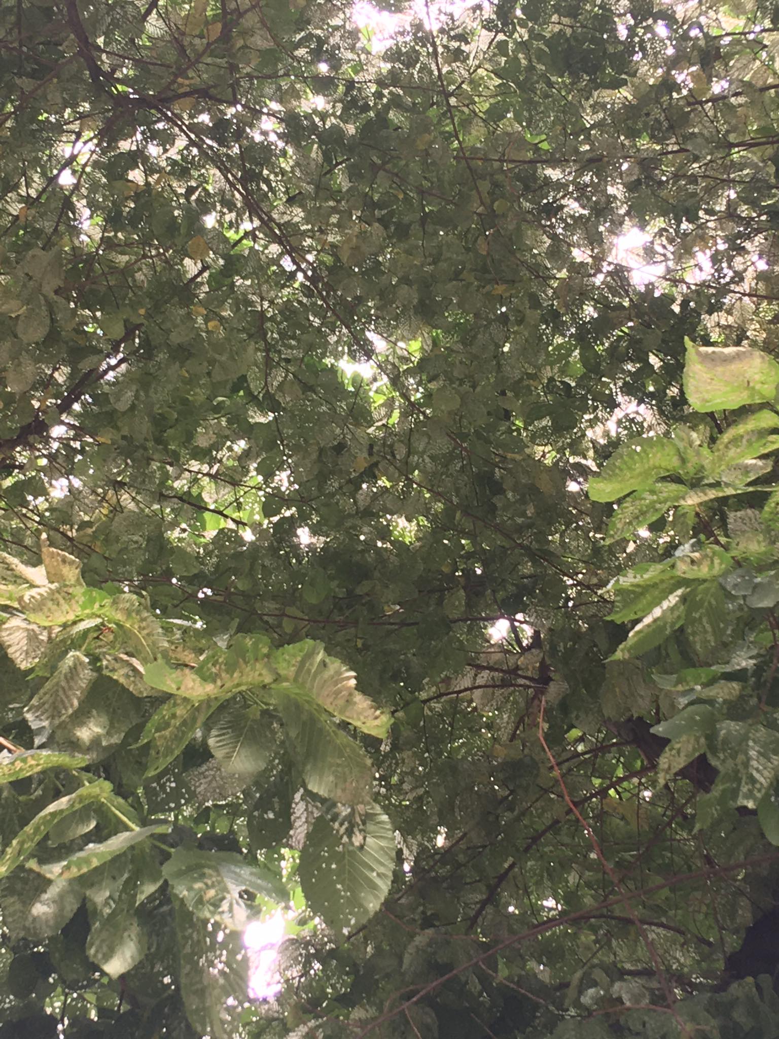 dentra_ftelies_kentro_1.jpeg dentra_ftelies_kentro_1.jpeg