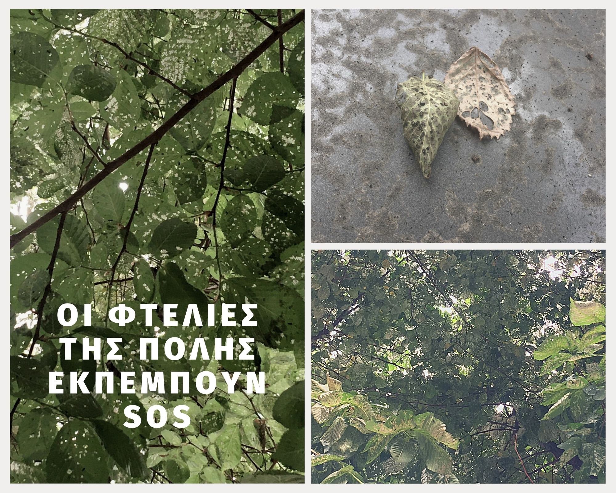 dentra_ftelies_kentro_4.jpeg dentra_ftelies_kentro_4.jpeg