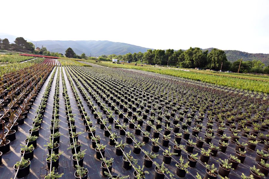 nursery_37.jpg nursery_37.jpg