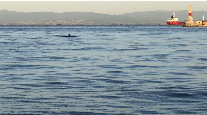 delfinia_thermaikos_1.jpeg delfinia_thermaikos_1.jpeg